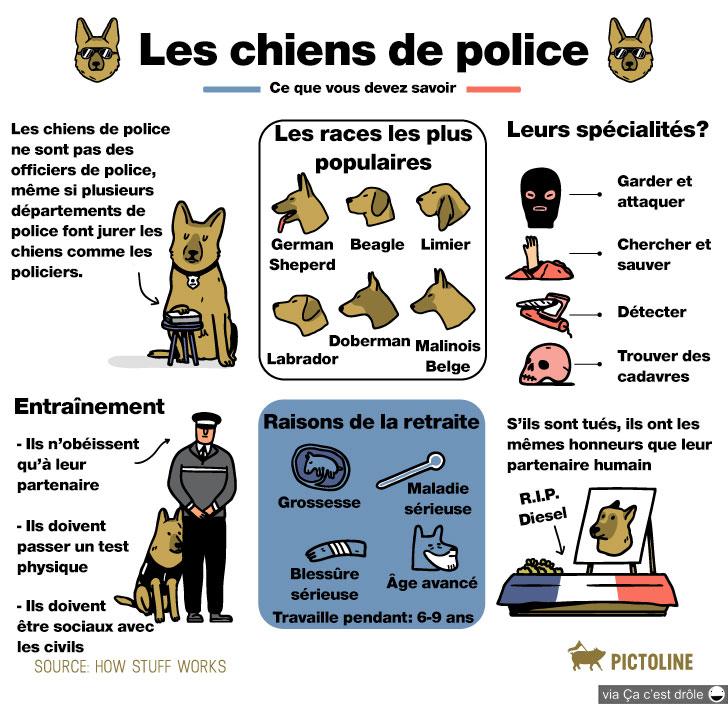 Ce que vous devez savoir sur les chiens de police
