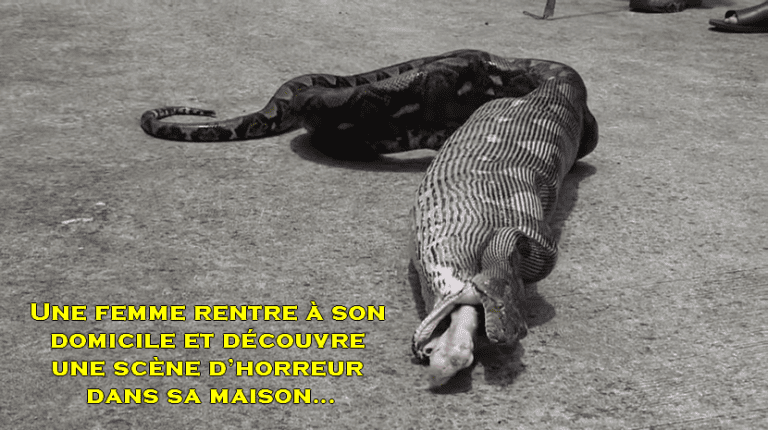 domicile python chat