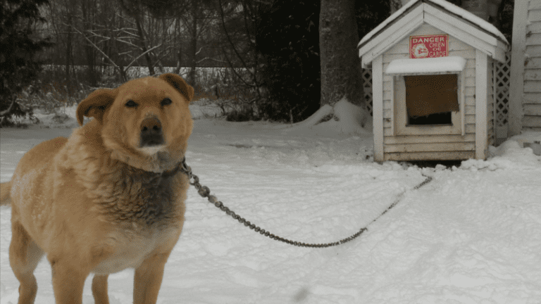 chien dehors