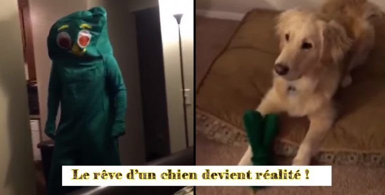 chien re ve