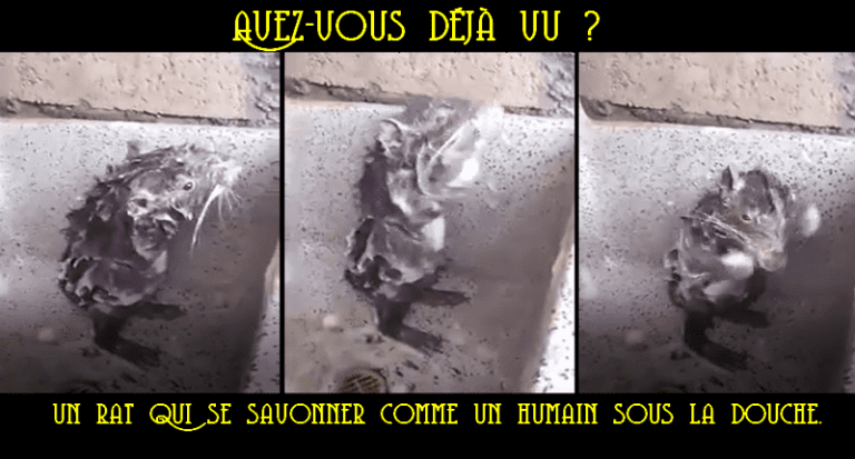 douche rat12