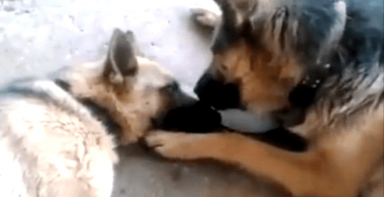 image chien berge