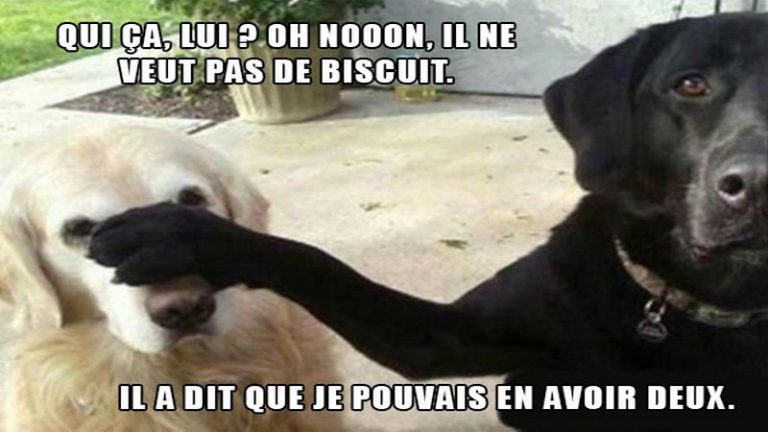 image chiens 1323