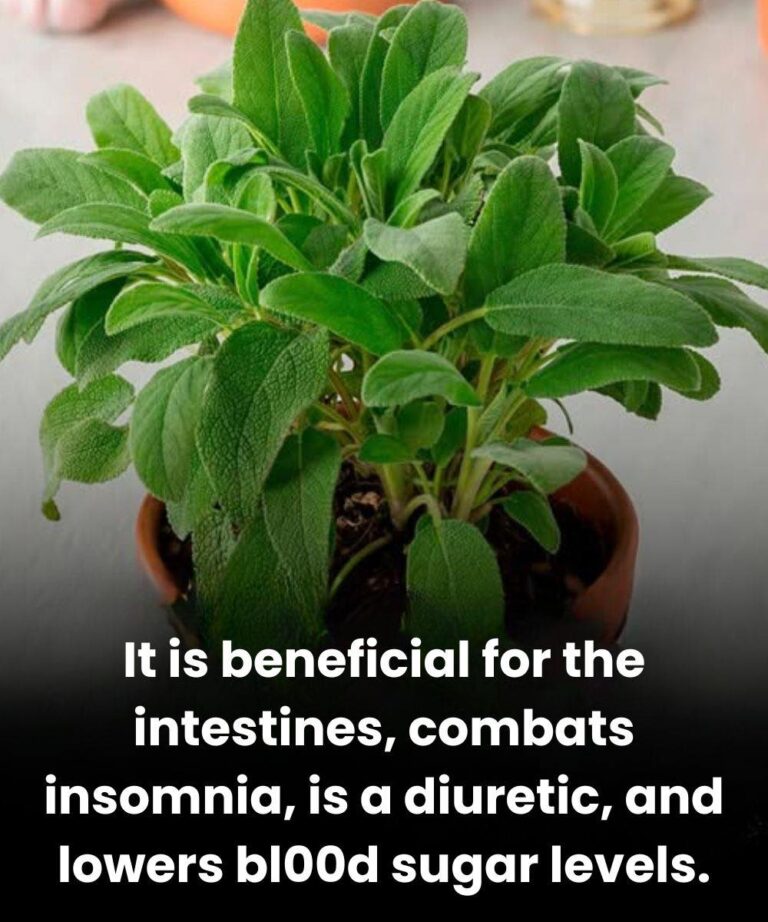 Culinary Plant
