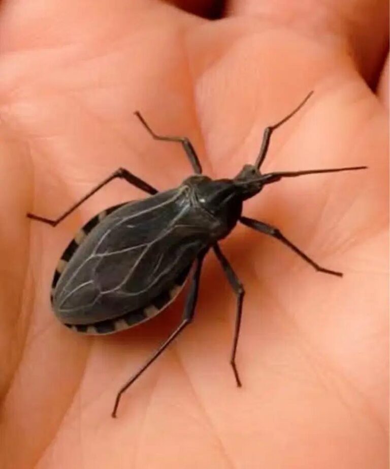 The kissing bug