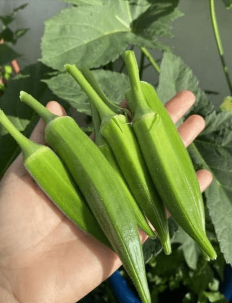 doctors-okra
