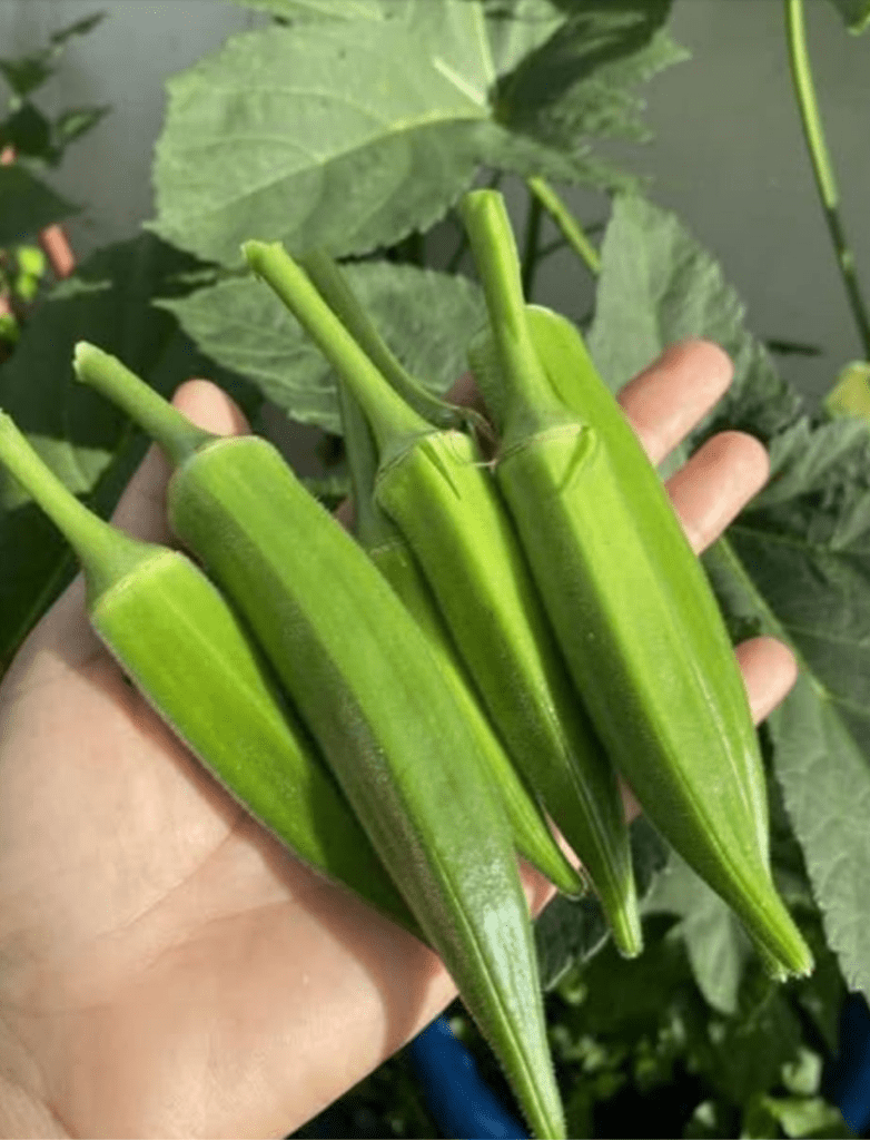 doctors-okra doctors-okra