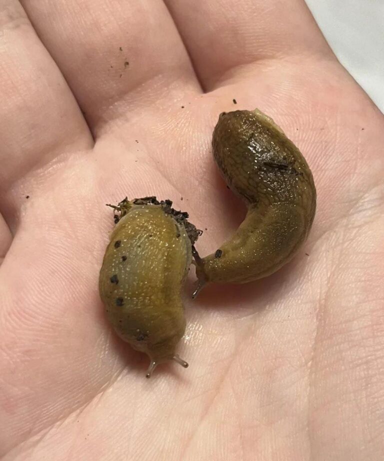 slug-house