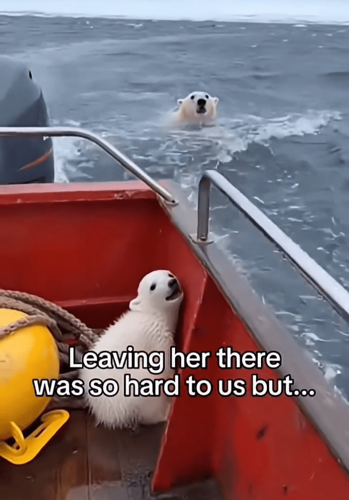 A polar bear mother in Alaska sacrificed her own life to save the life of her baby cub